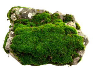 A large stone boulder with patches of green moss, isolated on a transparent background, suitable for environmental design.