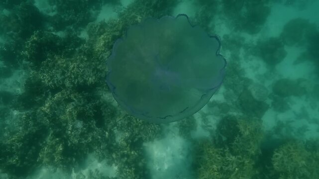 From above, a stingless moon jellyfish &ndash; Aurelia aurita &ndash; glows with concentric light rays across its bell. Camera zooms into its central heart-like structure. 