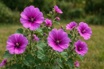 Obraz premium Vibrant purple flowers bloom beautifully.