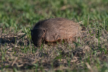 Armadillo in Pampas countryside environment, La Pampa Province, Argentina.