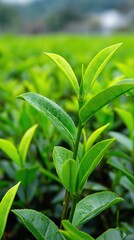 Fototapeta premium Vibrant green tea leaves in a lush field