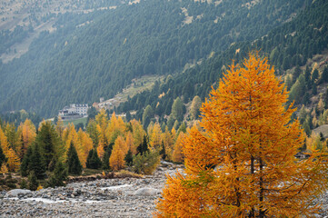 autumnal landscape inside Forni’s Glacier Valley, Santa Caterina Valfurva, Bormio, Sondrio