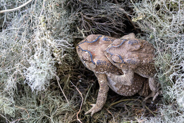 Close-up photo of a mating common toad, an amphibian, sitting on the ground in green grass.