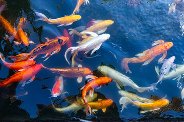 Colorful tropical fish and golden koi swim in a serene garden pond and aquarium