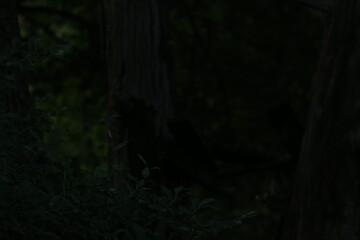 Dark Landscape