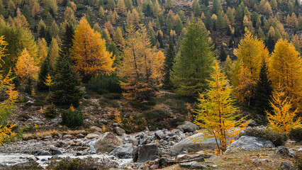 autumnal landscape inside Forni’s Glacier Valley, Santa Caterina Valfurva, Bormio, Sondrio