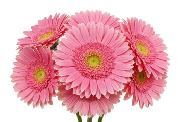 Pink gerbera daisies cluster for floral wallpaper or nature study. Cut out PNG