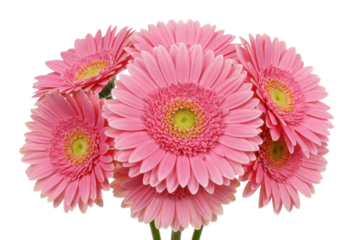 Pink gerbera daisies cluster for floral wallpaper or nature study. Cut out PNG