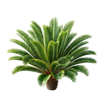 Green cycad palm tree isolated on transparent background