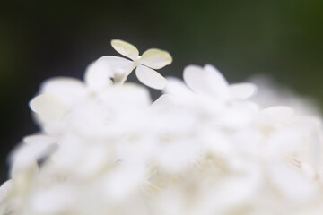 the appearance of the petals of a tree hydrangea
나무수국