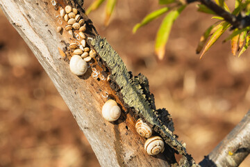 Cluster of snails on a sunlit tree branch