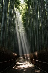 Fototapeta premium morning in the forest