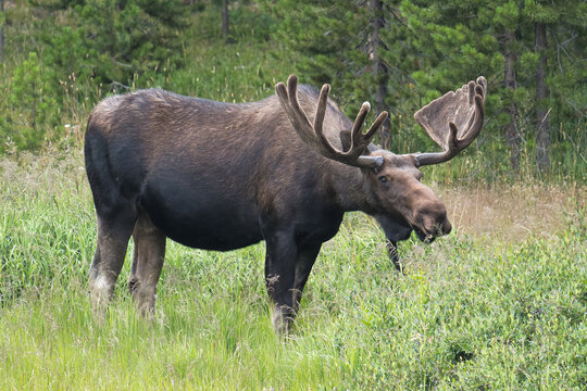 Bull Moose in the Colorado Rocky Mountains