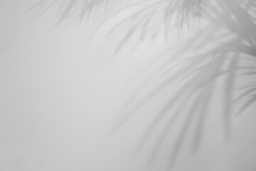 Obraz premium Shadows of tropical palm branches on white background. Black and white toning