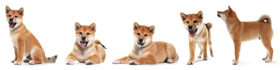 Cute Shiba Inu dog on white background, collage