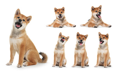 Cute Shiba Inu dog on white background, collage