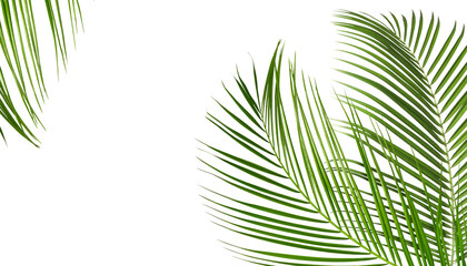 Obraz premium Bright green palm leaves on white background. Tropical plant