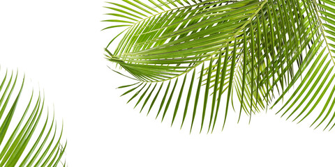 Obraz premium Bright green palm leaves on white background. Tropical plant