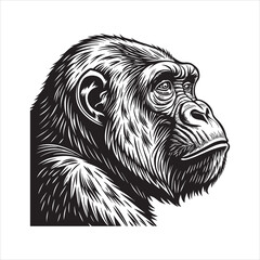 vector illustration of a gorila
