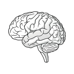 3d brain outline illustration eps vector on white background