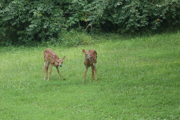 Doe Deer Baby Bambi Triplets