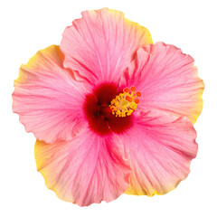Pink hibiscus flower with lifelike stamen and delicate petals, isolated on transparency background, tropical and vibrant appearance