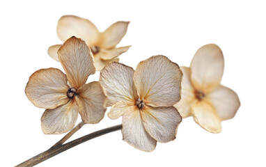 Dried flower on transparent background, png