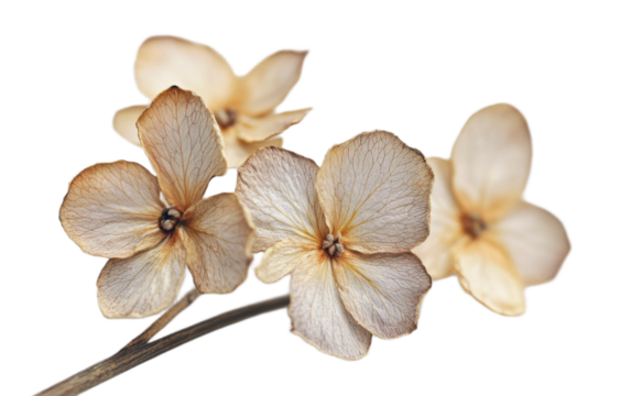 Dried flower on transparent background, png