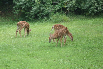 Doe Deer Baby Bambi Triplets