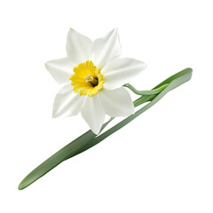 Fototapeta premium White Daffodil Spring Bloom Freshness Delightful