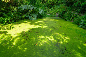 Park Arboeretum Pond 2