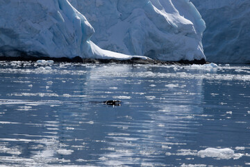 Whale in the Southern Ocean