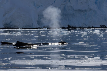Whale in the Southern Ocean