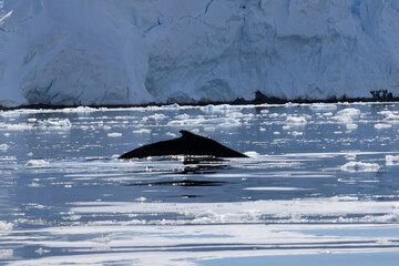 Whale in the Southern Ocean