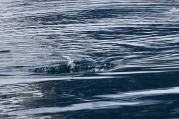 Ripples in ocean water