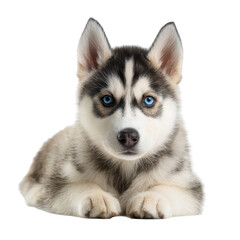 Obraz premium Cute husky puppy with striking blue eyes lying down against a white background