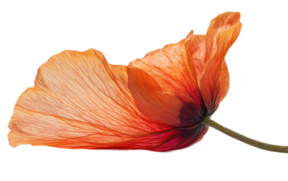 Dry poppy blossom flower petal on transparent background, png