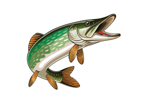 mascot a detailed illustration of a northern pike eps on white background