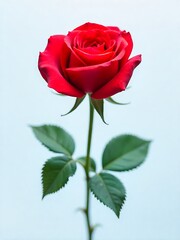 single red rose isolated on white
