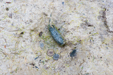Common Muskrat droppings on the mud on the bank of a pond. Droppings dimensions : 1.6 cm long and 5 mm in diameter. Ondatra zibethicus, Touraine, Indre et Loire 37, région Centre, France, Europe