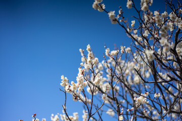 青空に咲く白い梅の花