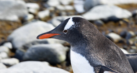 Penguin on the shore of Antarctica