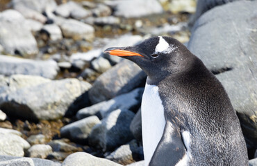 Penguin on the shore of Antarctica