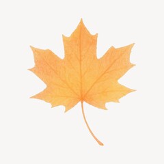 Obraz premium Vibrant autumn maple leaf illustration.