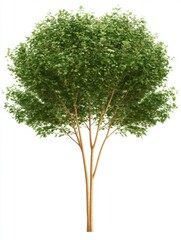Fototapeta premium A vibrant, leafy tree with a full canopy and a sturdy trunk, symbolizing nature and growth against a plain background.