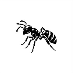 Obraz premium Black ant isolated on white background