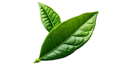 Fototapeta premium a fresh green tea leaf on a white background for design purposes, flat lay