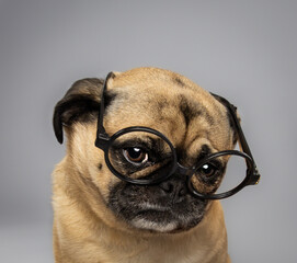 pug dog wearing glasses
