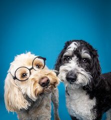 portrait of two dogs