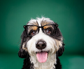 dog in glasses